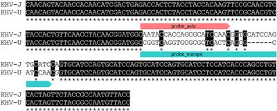 Genetic Variability of Koi Herpesvirus In vitro—A Natural Event?